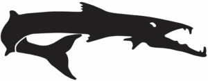 Middletown YMCA Barracudas